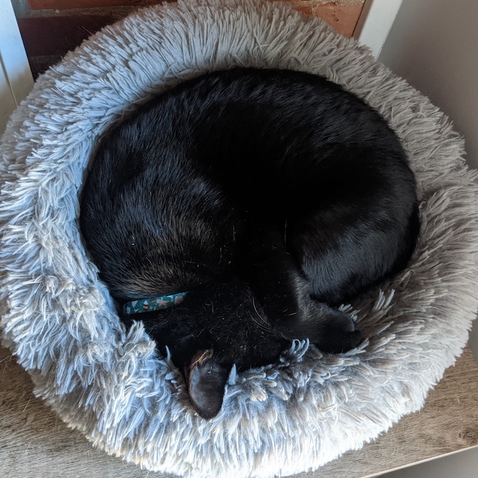 circle-cat.jpg